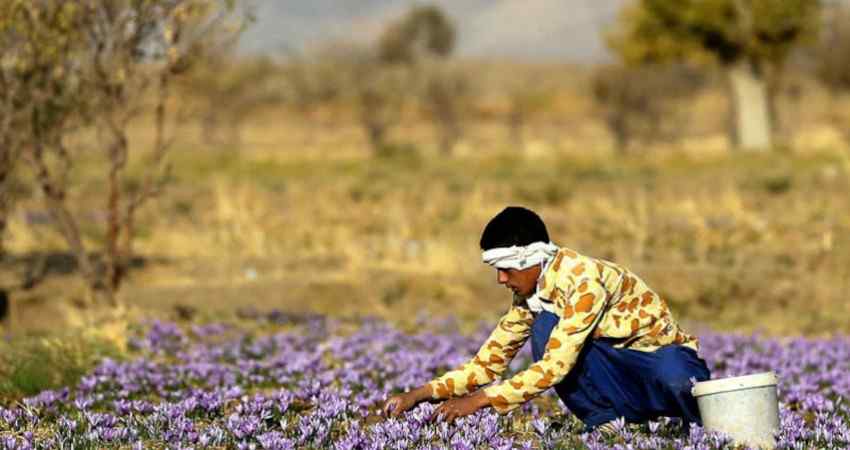 دانلود مقاله فارسی معرفی گردشگری کشاورزی pdf